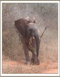 Taita browsing