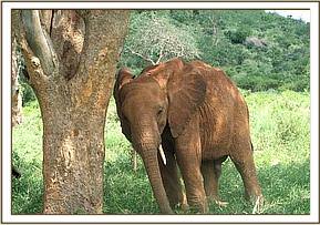 Mpala leaning towards a tree