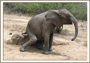 Lualeni scratching