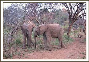Wendi and Ndomot