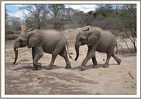 Tomboi followed by Buchuma