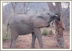 Sunyei peeling bark off a tree