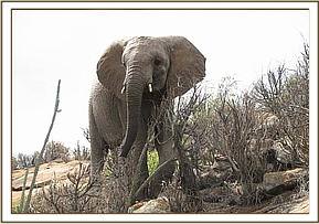 Madiba on rocky terrain