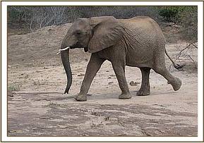 Yatta heading to the mudbath