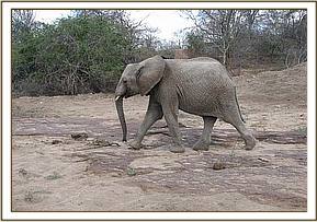 Lualeni walks to the mudbath