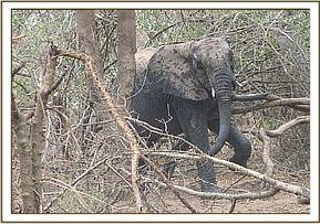 Napasha scratching