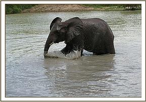Napasha in the water