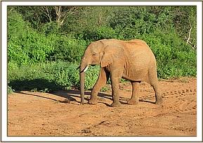 Taita walking to stockade