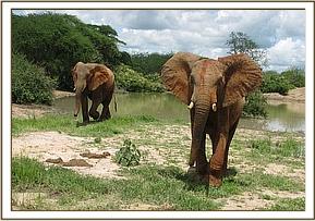 Mulika and Mgeni