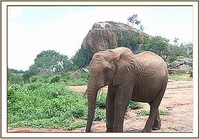 Taita