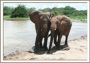 Mulika and Yatta