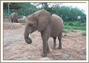 Madiba
