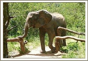 Nasalot scratching
