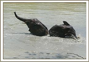 Buchuma and Kinna in the water