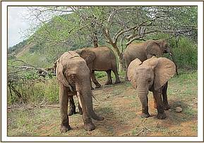 Kora and Ithumbah