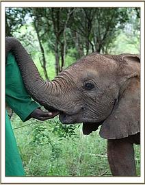 Orwa sucking on a keepers fingers