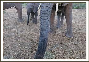 Nasalot's wounded trunk