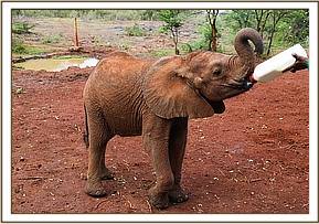 Mteto having her milk