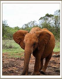 They thought Kelelari was too big!