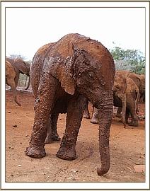 Ambo all muddy after mud bath