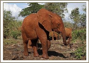 Enkesha broke the morning's peace!