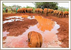 Enkesha loves to mud bath!