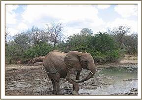 Yatta at the mudbath