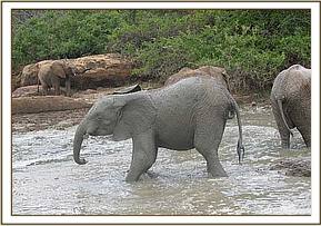 Madiba covered in mud