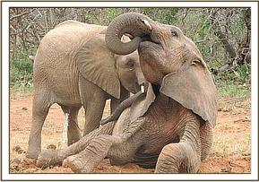 Orok and Kinna playing