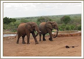 Taita and Kenze