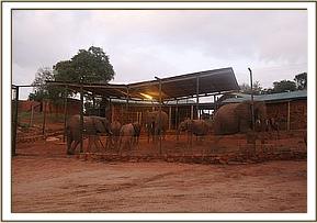 Naserian, Chyulu and Nasalot in the stockades