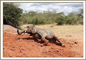 Orwa rolling on the soil