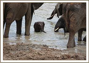 Wiva in the water