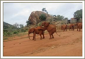 Orwa climbing on Narok
