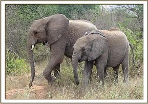 Orwa with Lemoyian