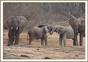 Orwa plays with wild junior calf