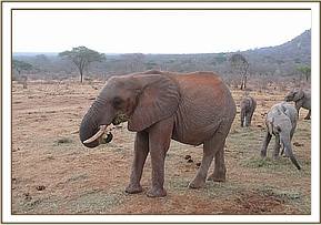 Taita eating lucerne