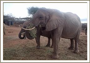 Ex Orphan Matriarch Yatta eating lucerne