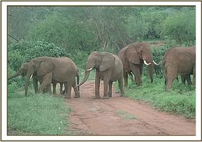 Yatta's group with wild bulls