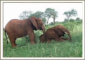 Thoma gets goes to play with Salama