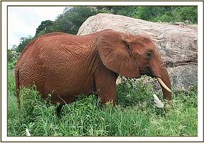Aitong enjoys feeding on grass & creepers