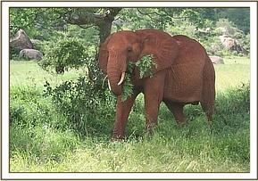 Emily feeding on tree branches