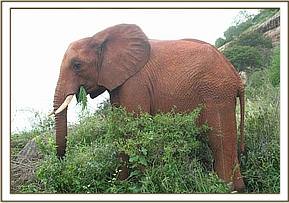 Laikipia