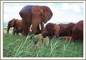 Laikipia having good time with a keeper