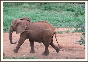 Thoma running to catch up with the others