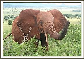 Tsavo sniffing