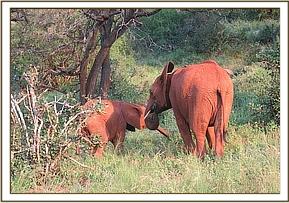Lempaute browsing with Mudanda