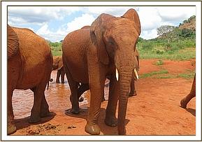 Lesanju at the mudbath with the rest