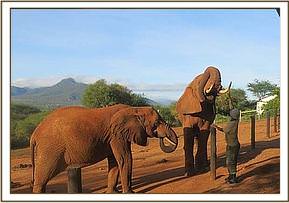 Thoma and Laikipia at the stockade