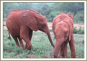 Sinya left and Kivuko browsing together